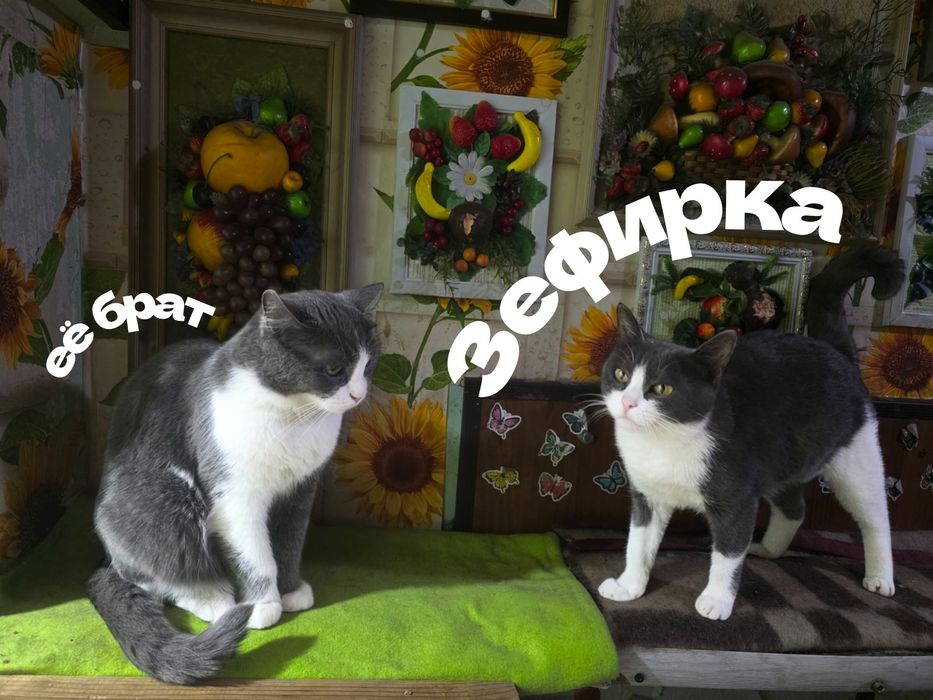 Кошка  кошка кошка