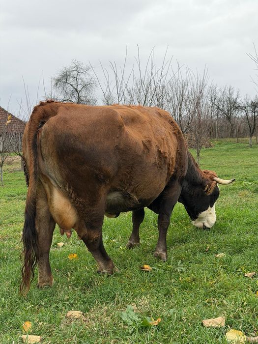 Vând vacă de rasă!