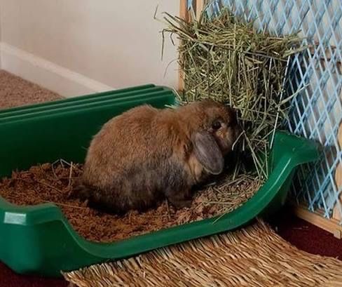 СЕНО ДЛЯ КРОЛИКОВ И ГРЫЗУНОВ  250gr . Xashak . cho’p .quyonga ovqat .