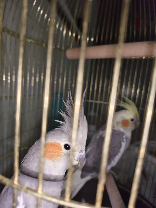 Продается попугай + с домиком 26500тг