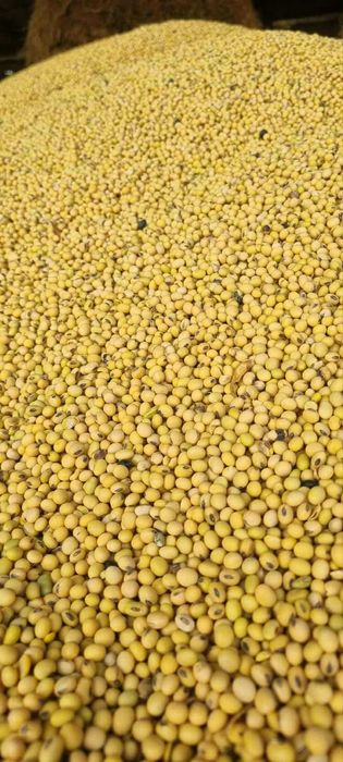 Soia productie 2025 2,5 ron kg