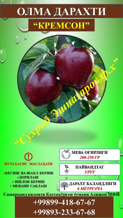 Мевали кўчатлар сифатли ва ишончли