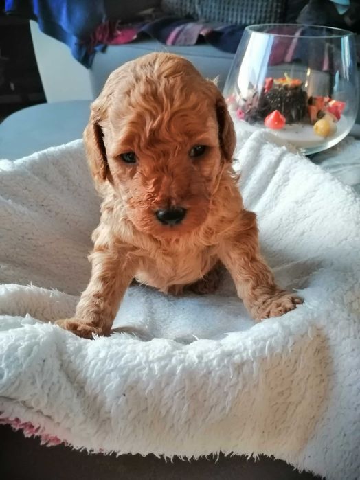 Мини пудели момчета