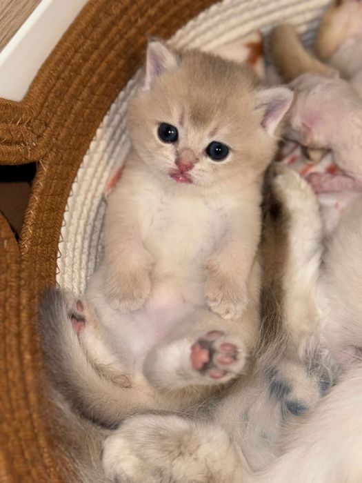 British shorthair Mascul
