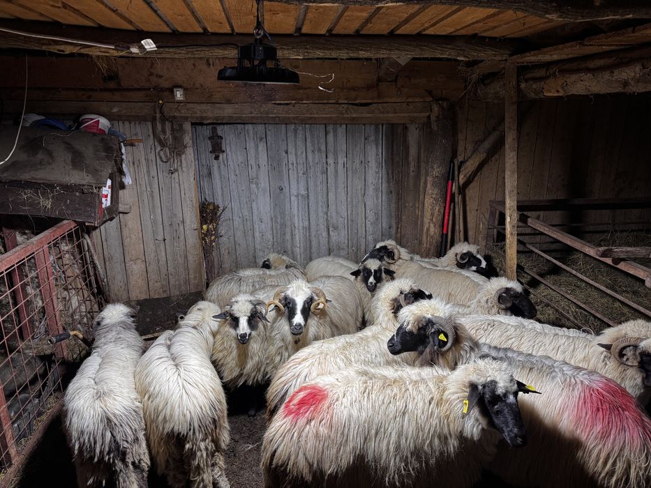 Vand miori si noatine breze