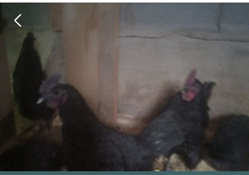 Продам инкубационные яйца ухейилюй