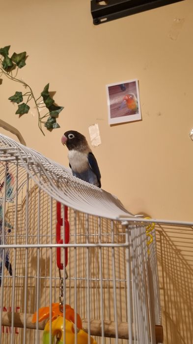 Vand papagal agapornis femela+ cusca