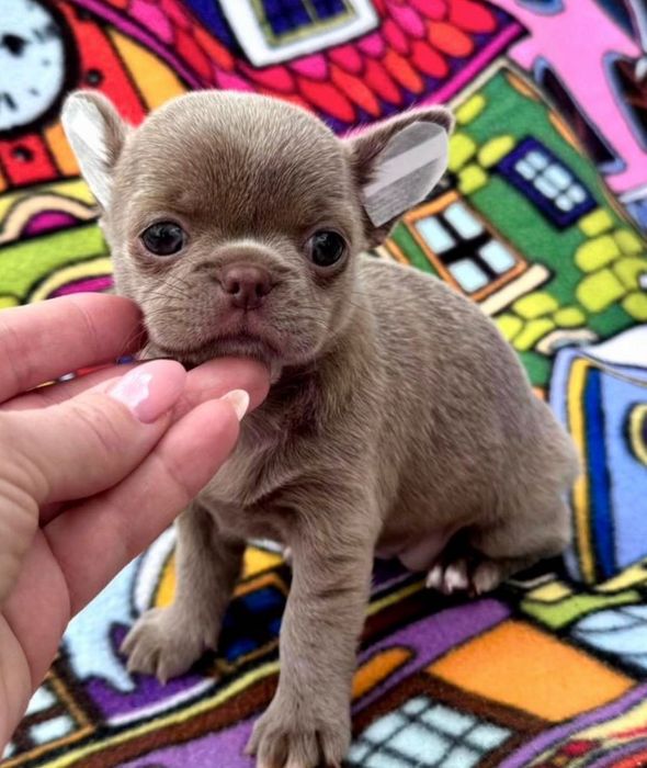 Чихуахуа - мультяшка