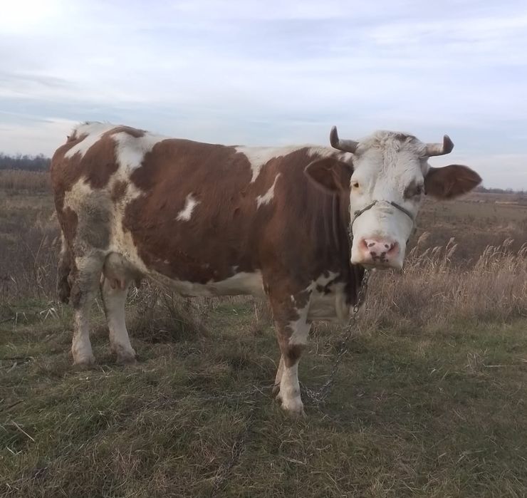 Vacă Bălțată Românească