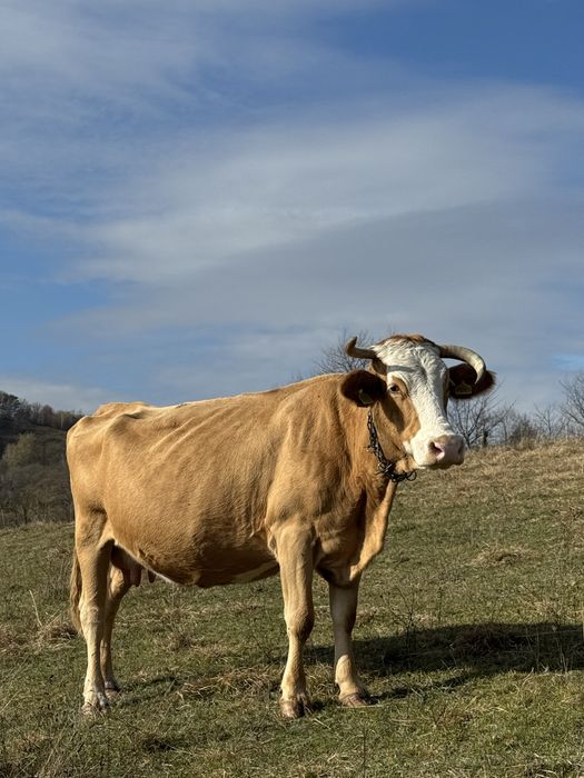 vaca buna de vanzare