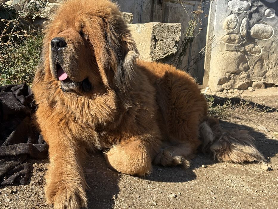 Mascul Mastiff Tibetan cu pedigree-5 ani