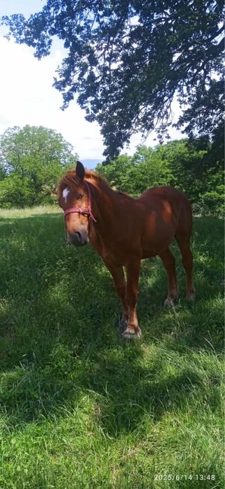 De vanzare armasar roib urgent !!!