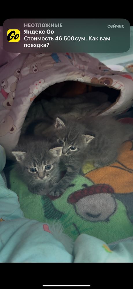Котята 2мальчика и девочка