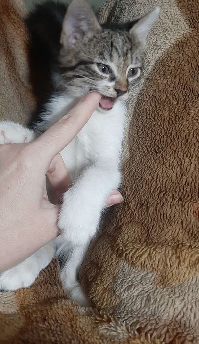 Котята в заботливые руки