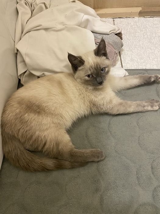 Отдам котенка в добрые руки