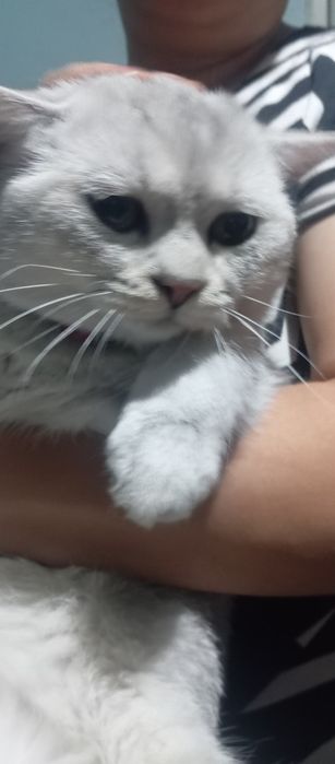 Британский шиншила