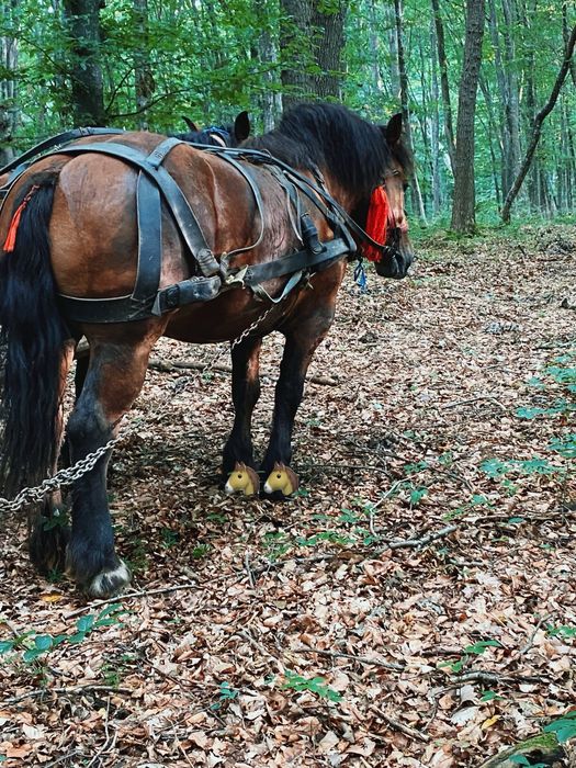 Manza ardeneza 3 ani garantata de ham posibil gestanta ! Vand schimb