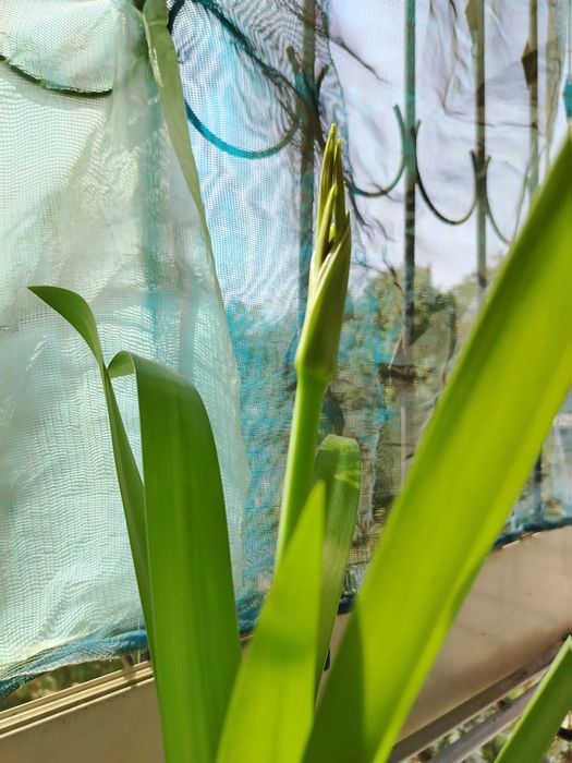 Панкрациум-белая лилия!