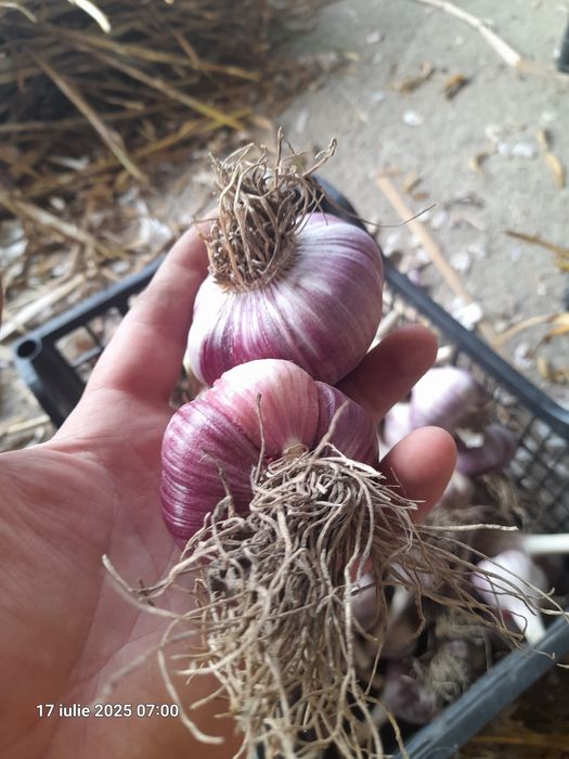 usturoi extra gigant rosu super căței mari românești  aromati gustoși