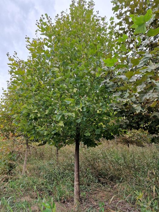 Mesteacăn ( betula pendula ) tei, platan, artar, plop alb, catalpa.