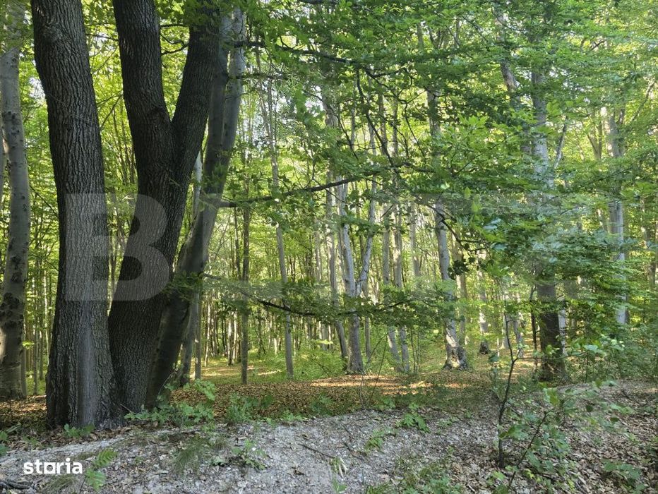 Teren de 524 mp  la liziera padurii Faget