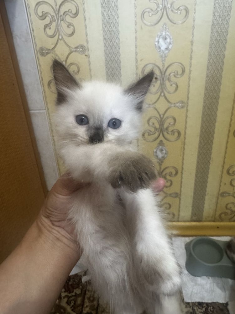 Котенок , кішкентай мысықтар бар