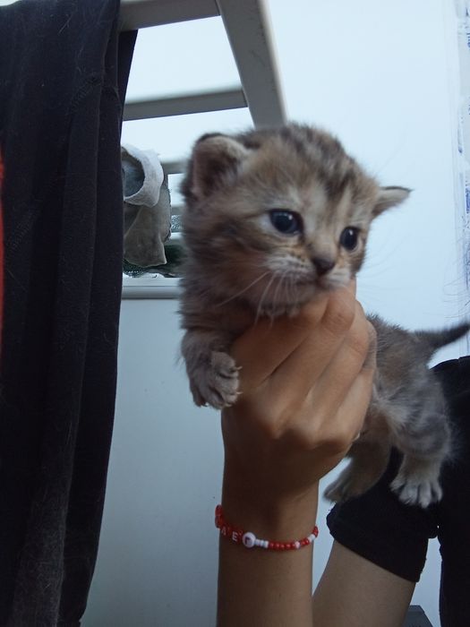 Котенок шотландская скоттиш страйт