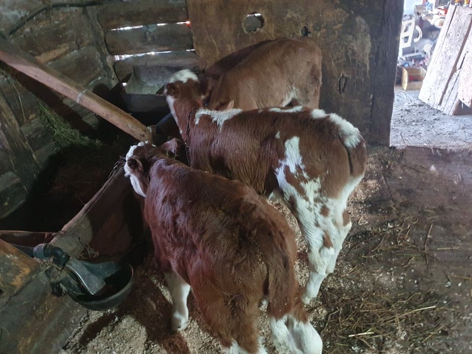 Vand vitei si vitwle