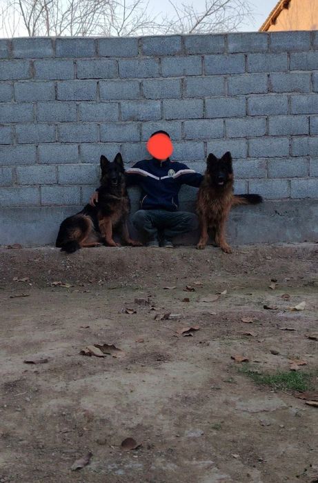 Sotiladi toza qon nemis ovcharkasi ayiq kalla