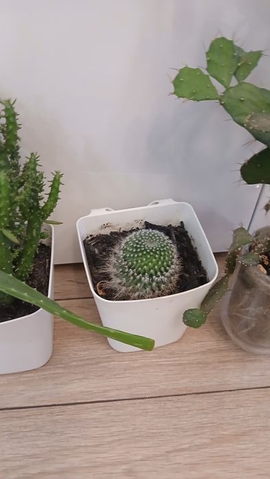 Цветя всички за 22 лв