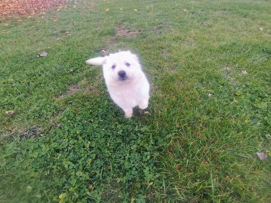 Ciobanesc Elvețian Berger blanc Suisse -lup alb