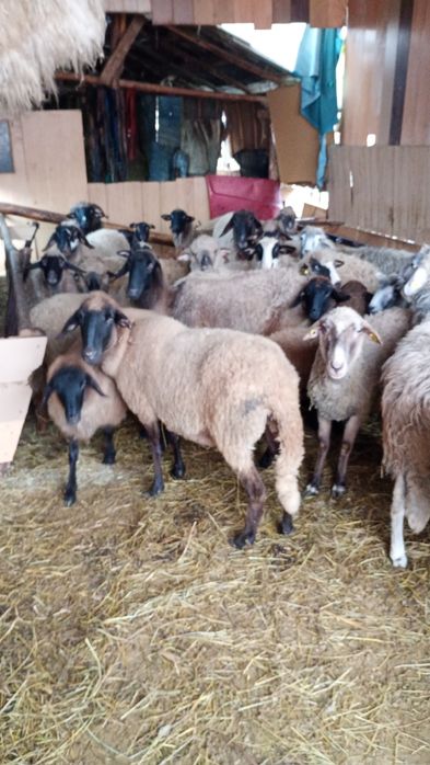 Vând oi din rasa cărăbaș+ caracul