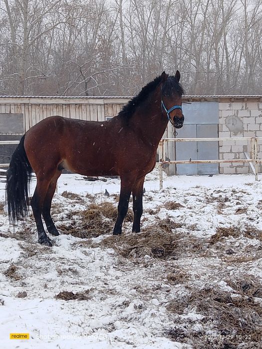 Продам жеребца орловской породы