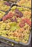 Vand struguri de vin