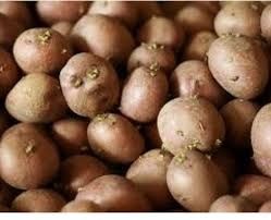 Семеная  картошка