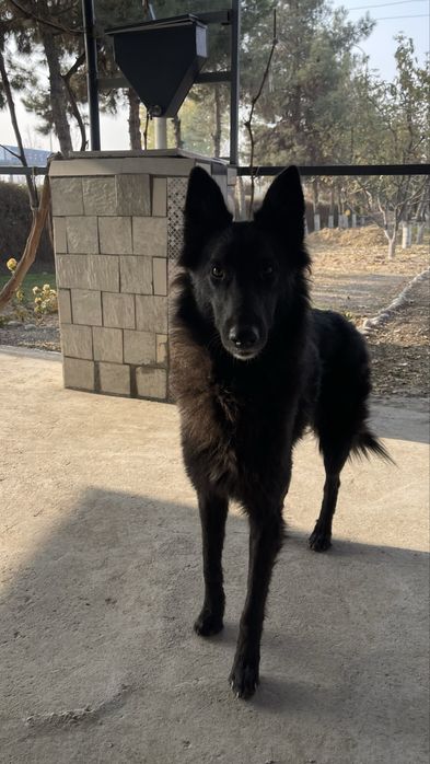 Продается собака породистая кому интересно