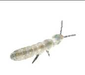 Springtails (Colembole)