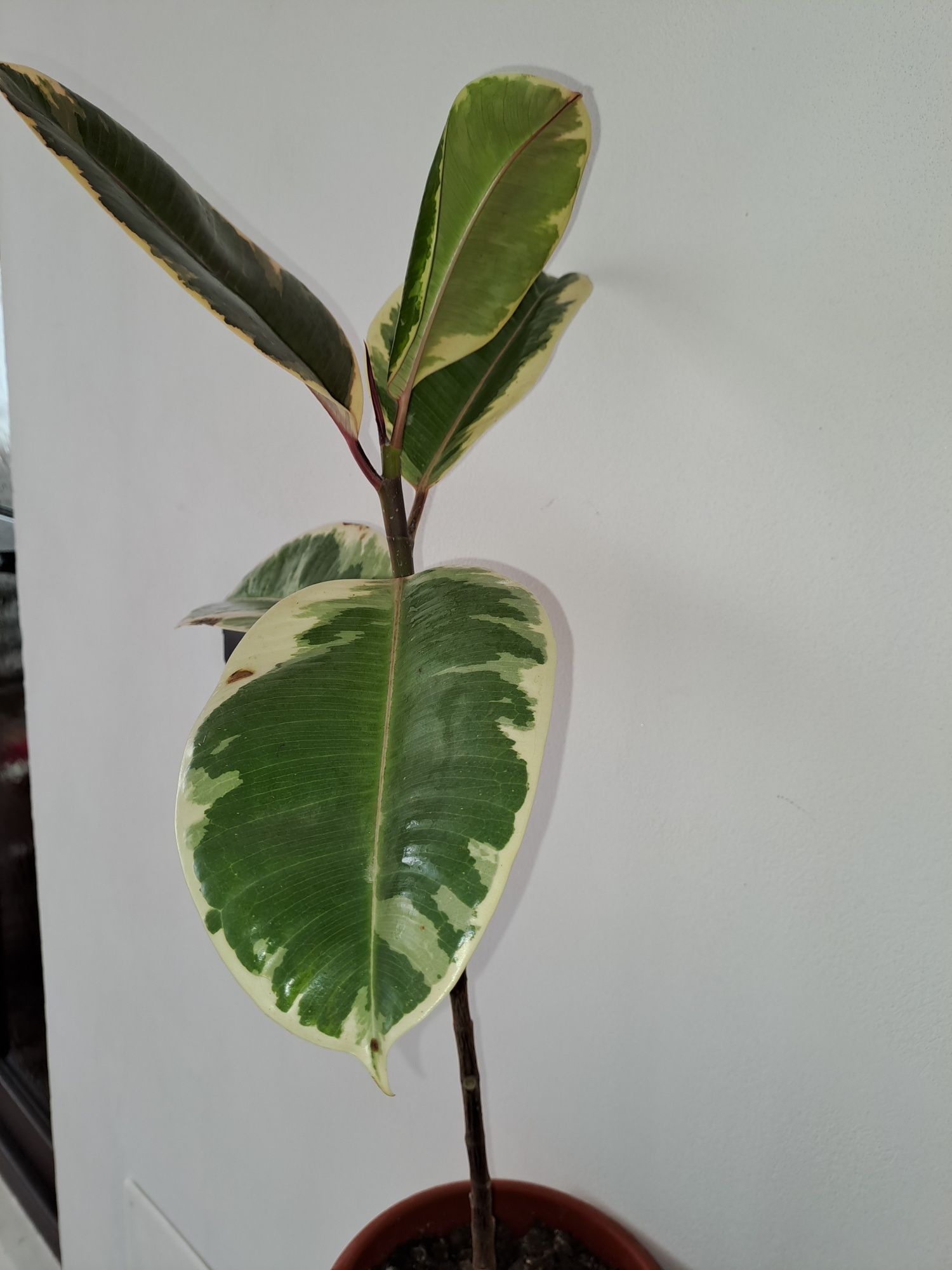 Ficus     Marmorat