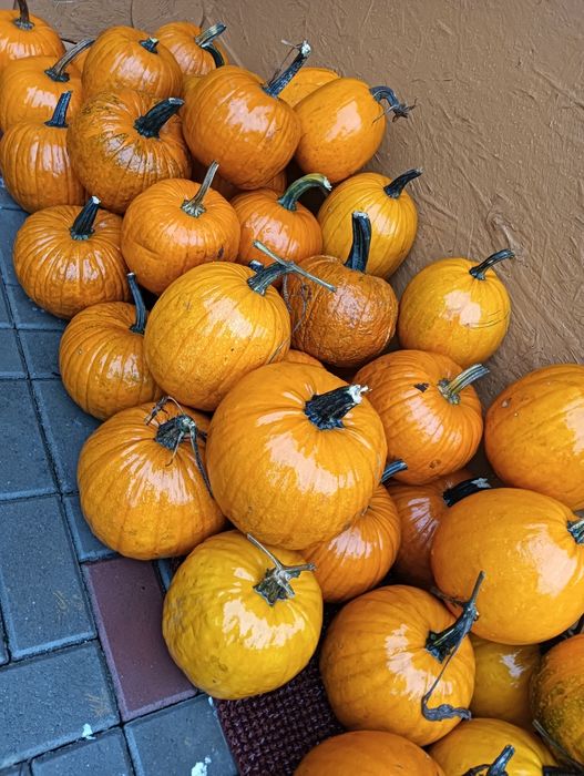 Bostani/dovleac pentru Halloween