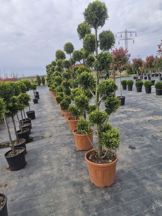 Tuia leylandii super oferta Gazon rulou sport