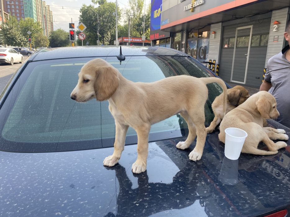 Щенки Казахской Тазы