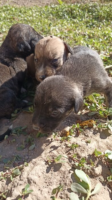 Pitbul kùshikler satiladi