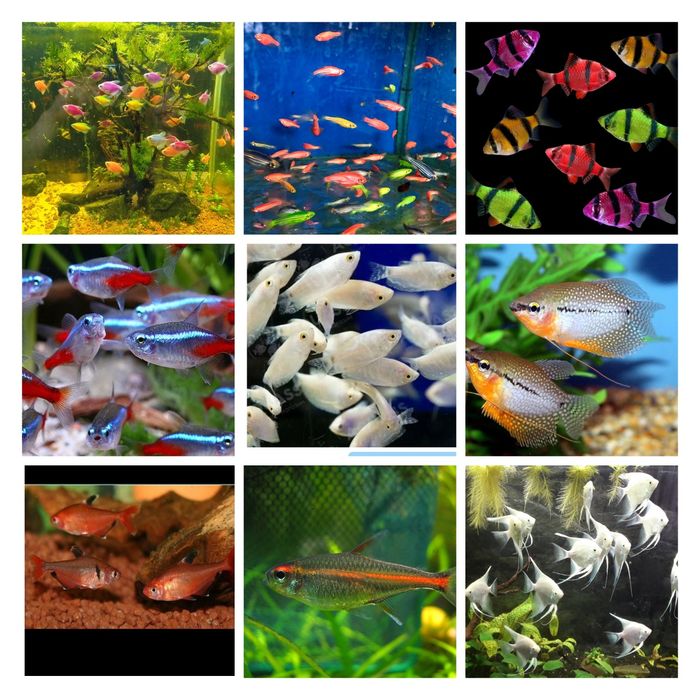 Продажа рыбок в аквариум