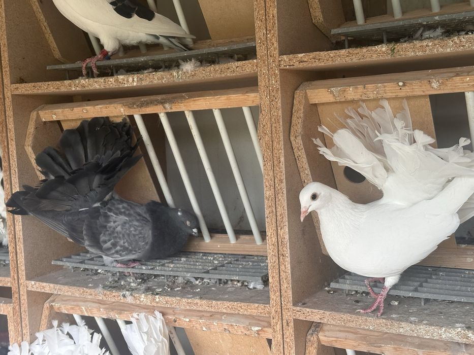 Porumbei, perechi sau la alegere