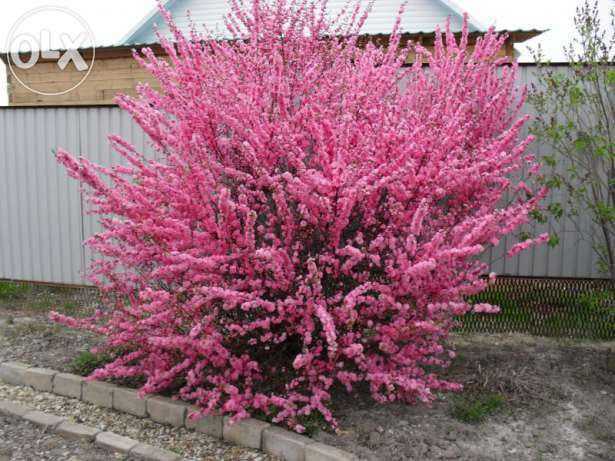 Японска Слива- Prunus triloba