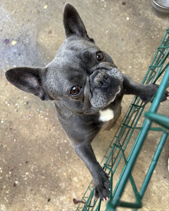 Bulldog Francez Blue