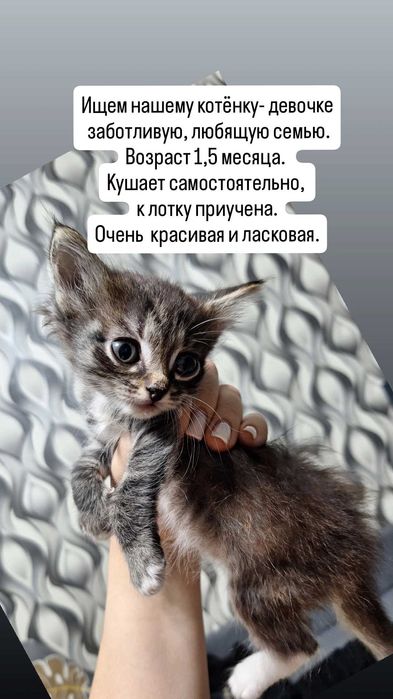 Отдамклтенка в добрые руки
