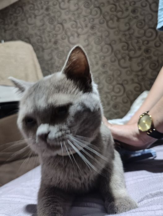 Британский кот 4 месячный