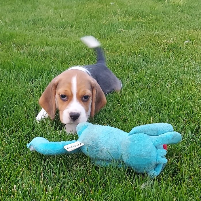 Beagle cu certificat pedigree