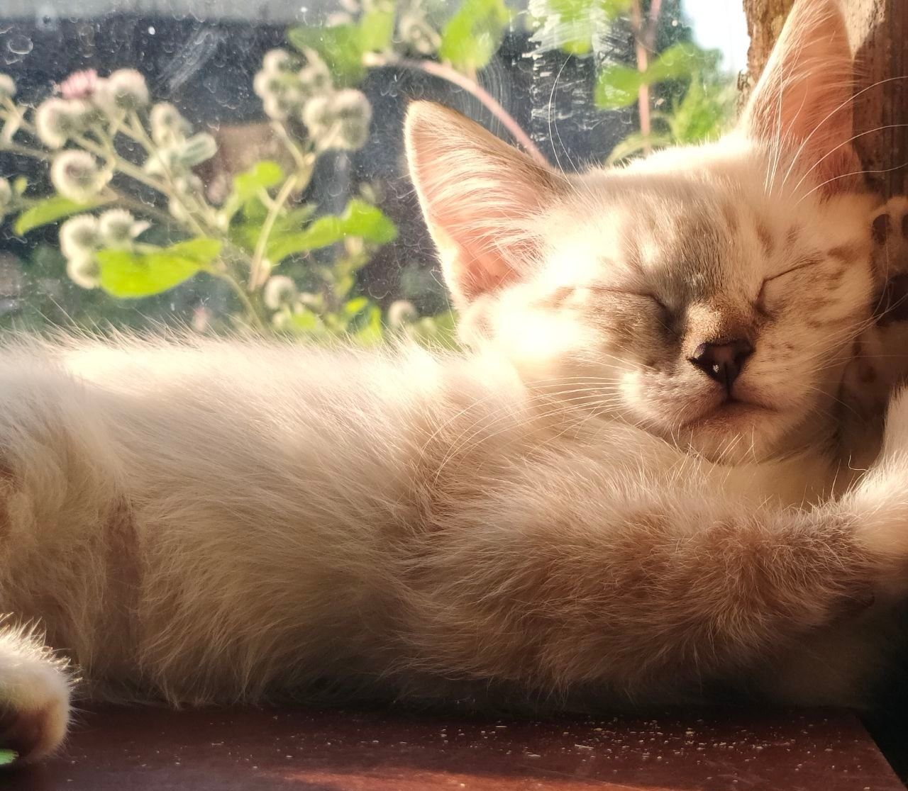 Отдам двух котят в добрые руки
